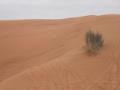 Desert trip